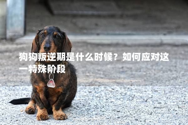 狗狗叛逆期是什么時候?如何應對這一特殊階段 狗狗叛逆期是什么時候?如何應對這一特殊階段