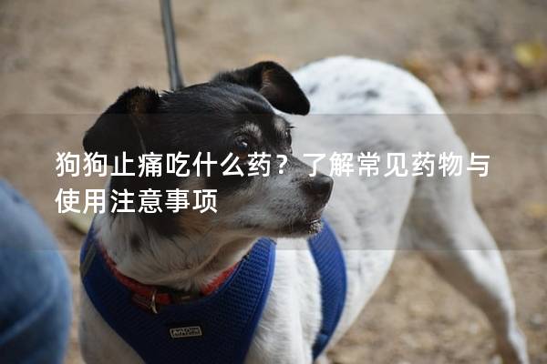 狗狗止痛吃什么藥?了解常見藥物與使用注意事項(xiàng) 狗狗止痛吃什么藥?了解常見藥物與使用注意事項(xiàng)