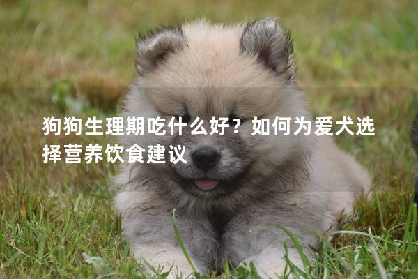 狗狗生理期吃什么好？如何為愛犬選擇營養飲食建議