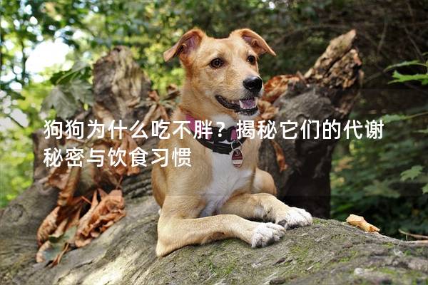 狗狗為什么吃不胖？揭秘它們的代謝秘密與飲食習(xí)慣