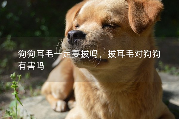 狗狗耳毛一定要拔嗎,拔耳毛對狗狗有害嗎 狗狗耳毛一定要拔嗎,拔耳毛對狗狗有害嗎