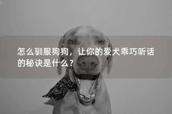 怎么馴服狗狗，讓你的愛犬乖巧聽話的秘訣是什么？