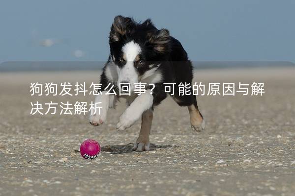 狗狗發(fā)抖怎么回事？可能的原因與解決方法解析