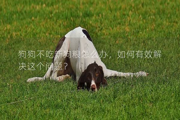 狗狗不吃新狗糧怎么辦，如何有效解決這個問題？