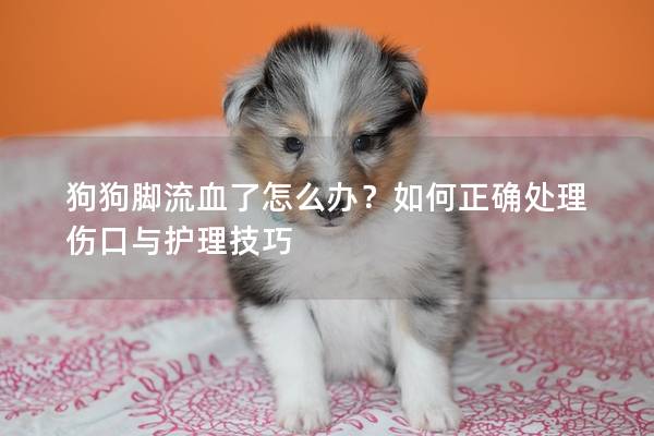 狗狗腳流血了怎么辦？如何正確處理傷口與護理技巧