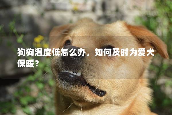 狗狗溫度低怎么辦，如何及時為愛犬保暖？