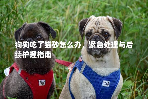 狗狗吃了貓砂怎么辦，緊急處理與后續(xù)護(hù)理指南