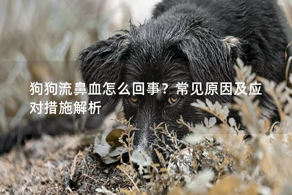 狗狗流鼻血怎么回事？常見原因及應對措施解析