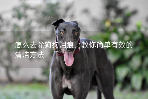 怎么去除狗狗淚痕，教你簡單有效的清潔方法