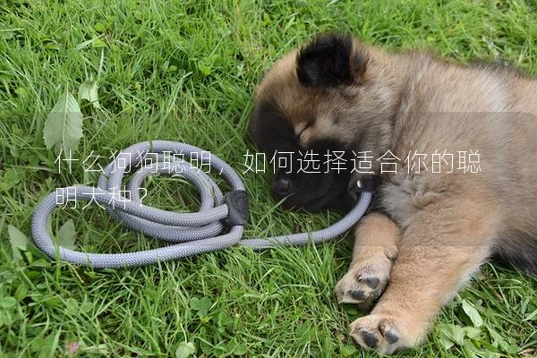 什么狗狗聰明,如何選擇適合你的聰明犬種? 什么狗狗聰明,如何選擇適合你的聰明犬種?