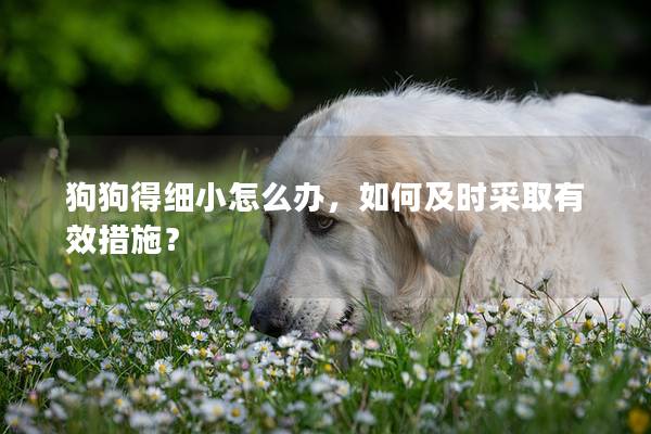 狗狗得細(xì)小怎么辦，如何及時(shí)采取有效措施？