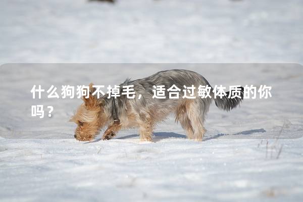 什么狗狗不掉毛，適合過敏體質(zhì)的你嗎？