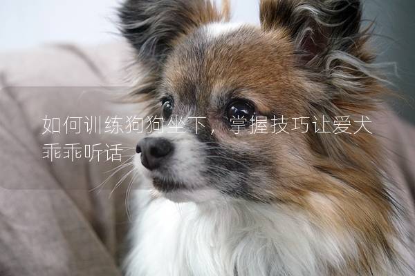 如何訓練狗狗坐下，掌握技巧讓愛犬乖乖聽話
