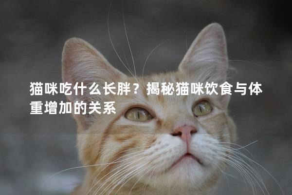 貓咪吃什么長胖？揭秘貓咪飲食與體重增加的關系