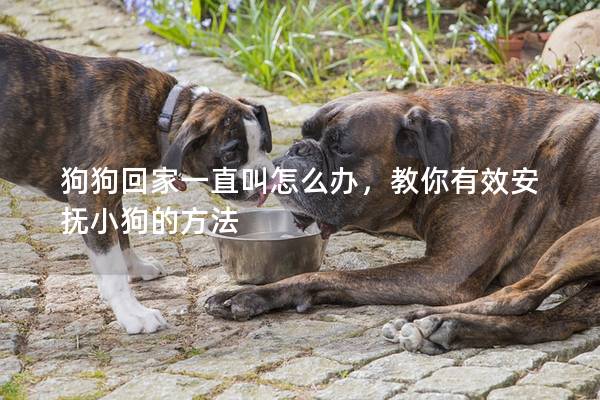 狗狗回家一直叫怎么辦,教你有效安撫小狗的方法 狗狗回家一直叫怎么辦,教你有效安撫小狗的方法