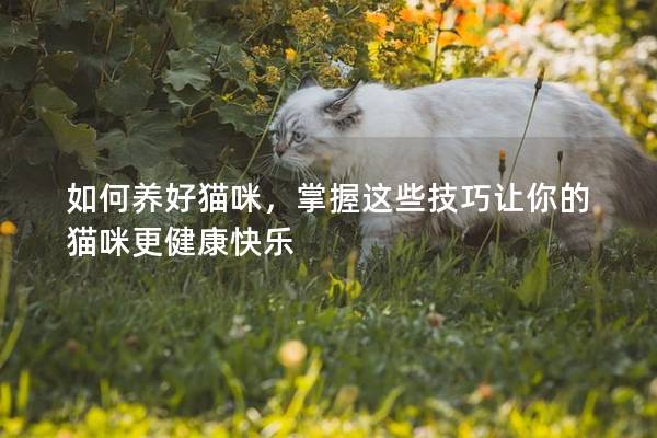 如何養好貓咪，掌握這些技巧讓你的貓咪更健康快樂