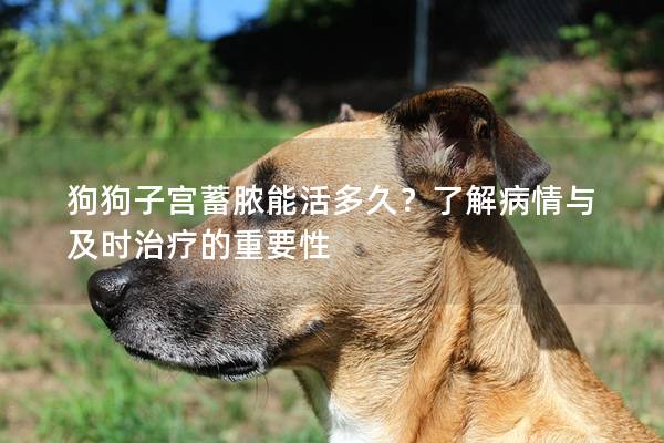 狗狗子宮蓄膿能活多久？了解病情與及時治療的重要性