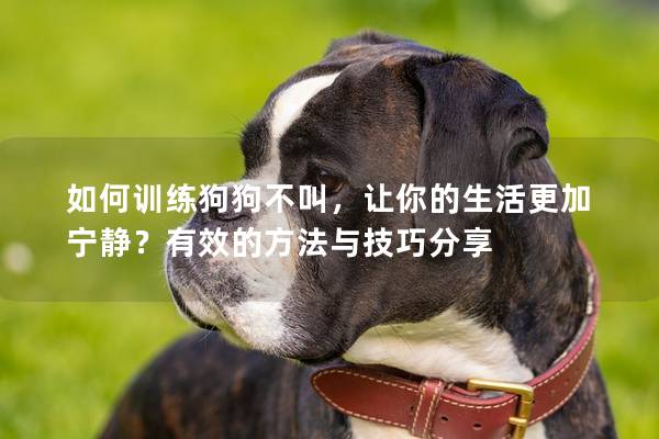 如何訓練狗狗不叫，讓你的生活更加寧靜？有效的方法與技巧分享