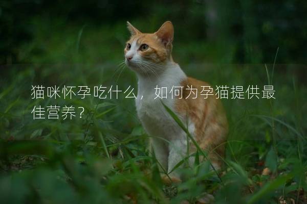 貓咪懷孕吃什么，如何為孕貓提供最佳營養？