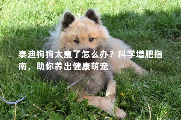 泰迪狗狗太瘦了怎么辦？科學(xué)增肥指南，助你養(yǎng)出健康萌寵