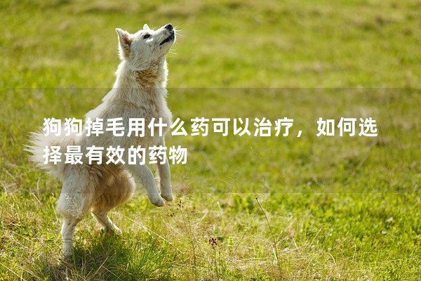 狗狗掉毛用什么藥可以治療,如何選擇最有效的藥物 狗狗掉毛用什么藥可以治療,如何選擇最有效的藥物