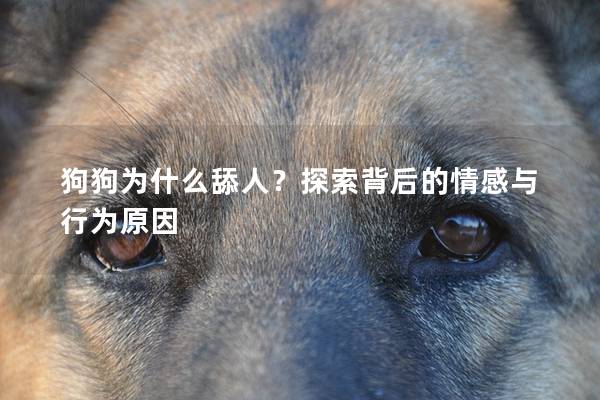 狗狗為什么舔人？探索背后的情感與行為原因
