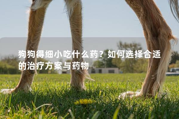 狗狗得細小吃什么藥？如何選擇合適的治療方案與藥物