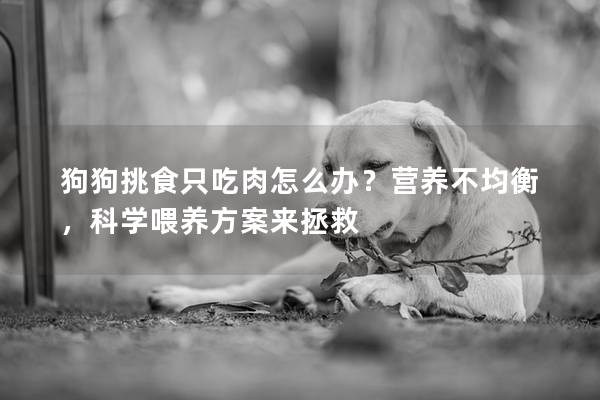 狗狗挑食只吃肉怎么辦？營養(yǎng)不均衡，科學(xué)喂養(yǎng)方案來拯救