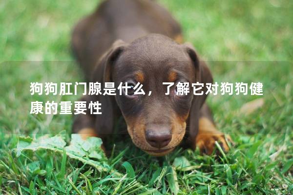 狗狗肛門腺是什么，了解它對狗狗健康的重要性