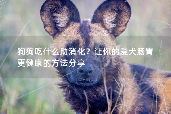 狗狗吃什么助消化？讓你的愛犬腸胃更健康的方法分享