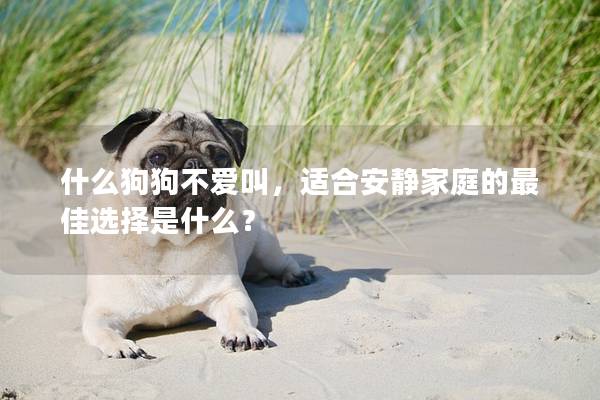 什么狗狗不愛(ài)叫，適合安靜家庭的最佳選擇是什么？