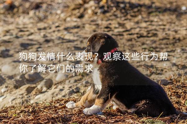 狗狗發(fā)情什么表現(xiàn)？觀察這些行為幫你了解它們的需求