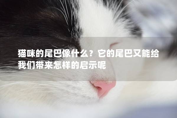 貓咪的尾巴像什么？它的尾巴又能給我們帶來怎樣的啟示呢