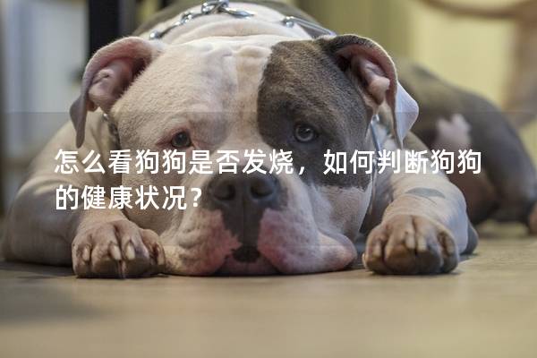 怎么看狗狗是否發燒，如何判斷狗狗的健康狀況？