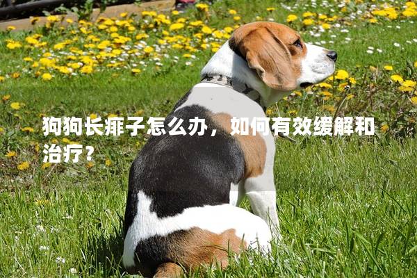 狗狗長痱子怎么辦，如何有效緩解和治療？