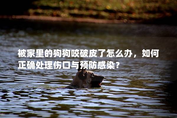 被家里的狗狗咬破皮了怎么辦，如何正確處理傷口與預(yù)防感染？