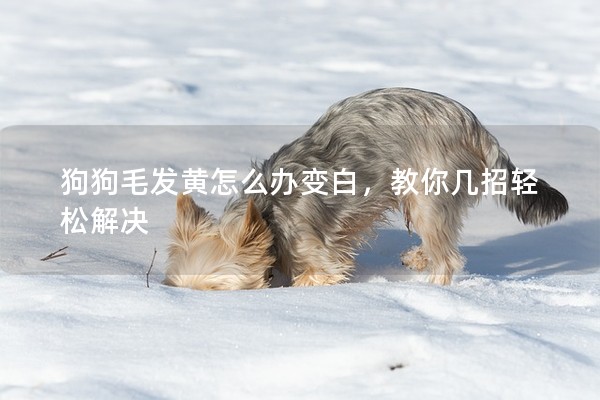 狗狗毛發(fā)黃怎么辦變白,教你幾招輕松解決 狗狗毛發(fā)黃怎么辦變白,教你幾招輕松解決