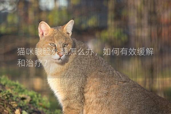 貓咪眼瞼外翻怎么辦，如何有效緩解和治療？
