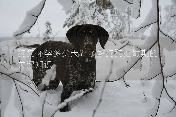 狗狗懷孕多少天？了解狗狗妊娠期的關鍵知識