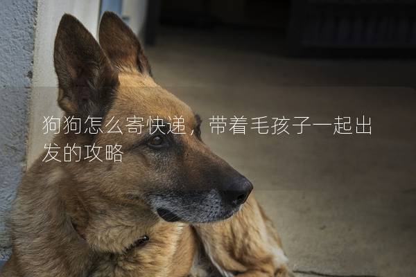 狗狗怎么寄快遞，帶著毛孩子一起出發的攻略