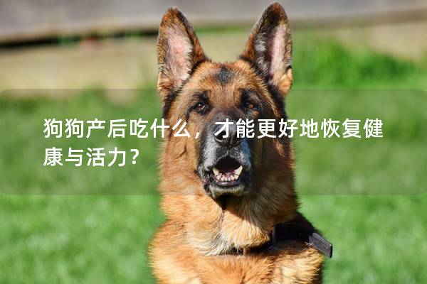 狗狗產后吃什么，才能更好地恢復健康與活力？