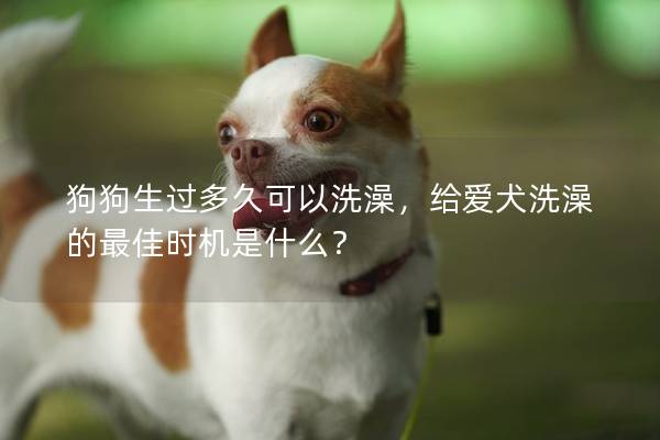 狗狗生過多久可以洗澡，給愛犬洗澡的最佳時機是什么？
