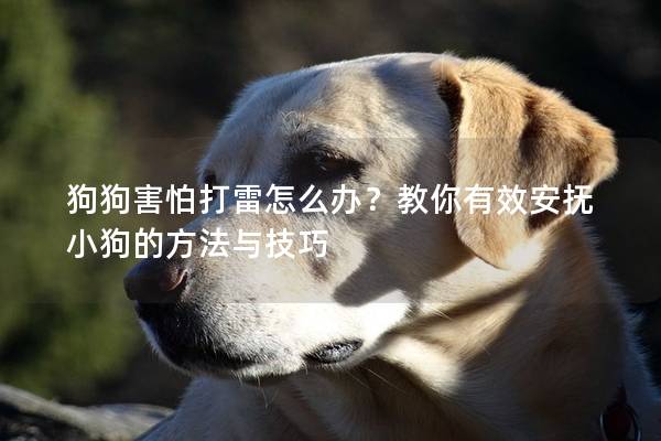 狗狗害怕打雷怎么辦？教你有效安撫小狗的方法與技巧