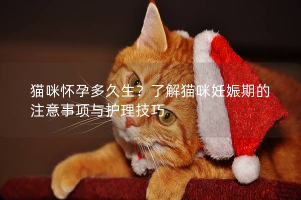 貓咪懷孕多久生？了解貓咪妊娠期的注意事項與護理技巧