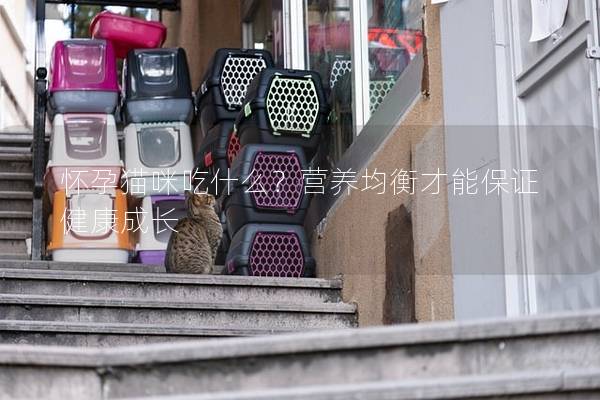 懷孕貓咪吃什么？營(yíng)養(yǎng)均衡才能保證健康成長(zhǎng)