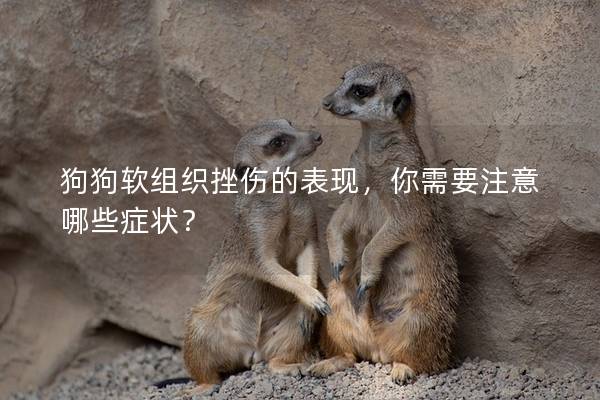 狗狗軟組織挫傷的表現，你需要注意哪些癥狀？