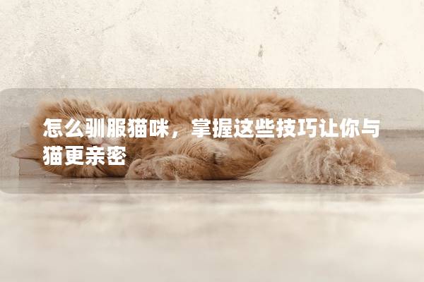怎么馴服貓咪,掌握這些技巧讓你與貓更親密 怎么馴服貓咪,掌握這些技巧讓你與貓更親密