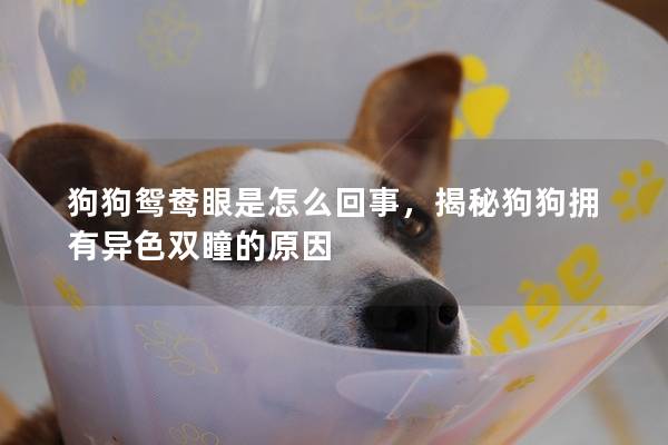 狗狗鴛鴦眼是怎么回事，揭秘狗狗擁有異色雙瞳的原因