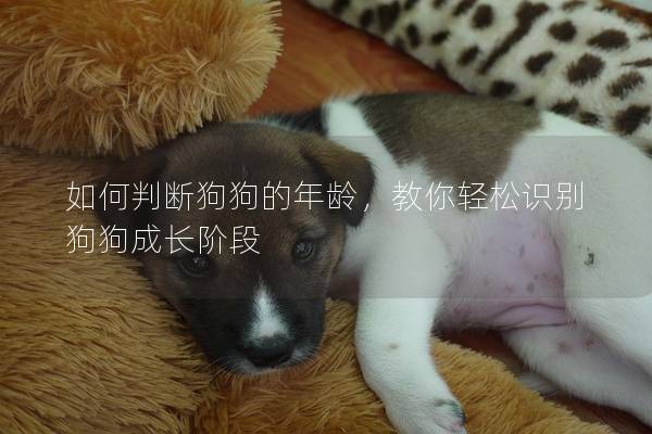 如何判斷狗狗的年齡，教你輕松識(shí)別狗狗成長(zhǎng)階段