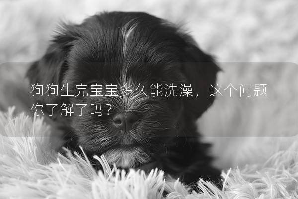 狗狗生完寶寶多久能洗澡，這個問題你了解了嗎？